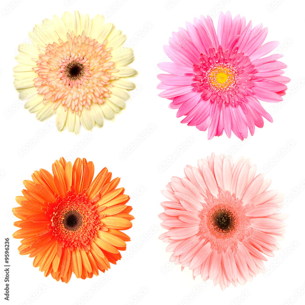 four different gerberas on white four different gerberas on white