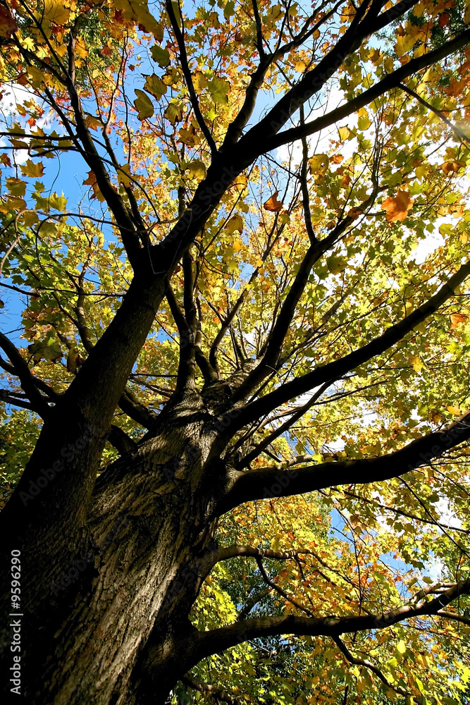 Colorful Tree View From Bottom Colorful Tree View From Bottom
