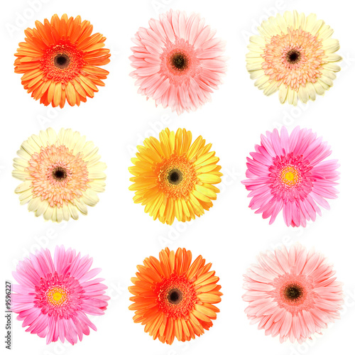 different colour gerberas on white
