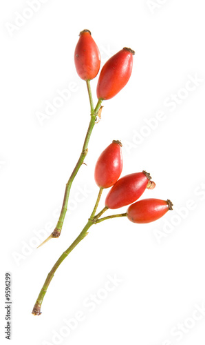 rosehip