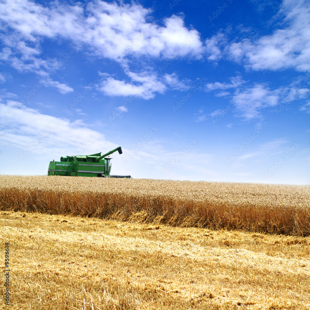 Obraz premium Ernte