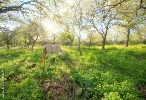 magic horse