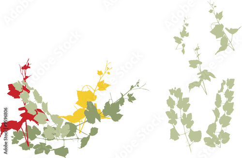 easy editable grapevine vector collection