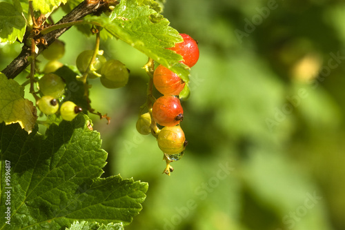 Cluster of a red currant with drops of dew against greens photo