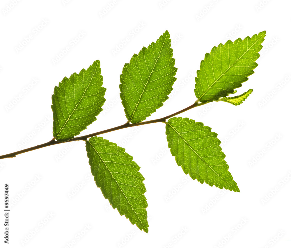 Tree branch with green leaves isolated on white background Tree branch with green leaves isolated on white background