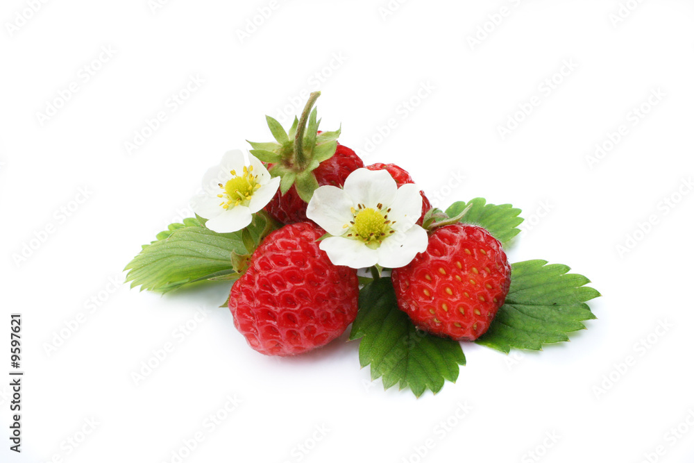 Strawberries (fruit, leafs and flowers) on white background Strawberries (fruit, leafs and flowers) on white background