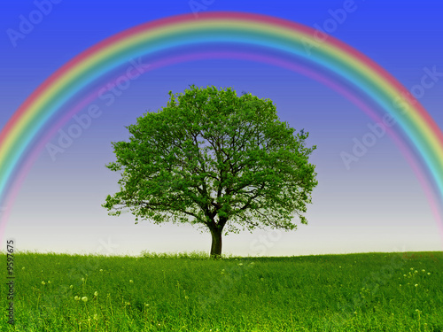Regenbogen.Baum photo