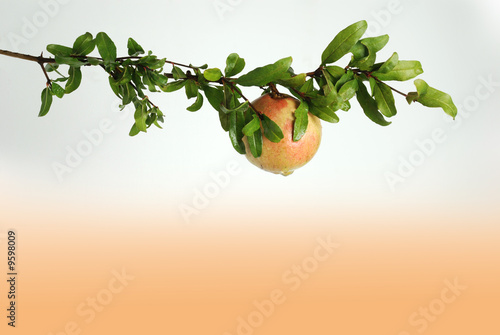 Melograno photo