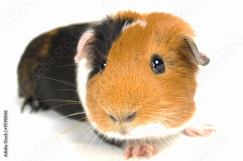 curious guinea pig on a white background