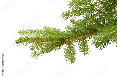 Fir tree branch on a white background. Close up.