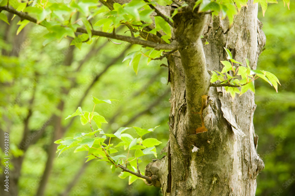 Obraz premium morning