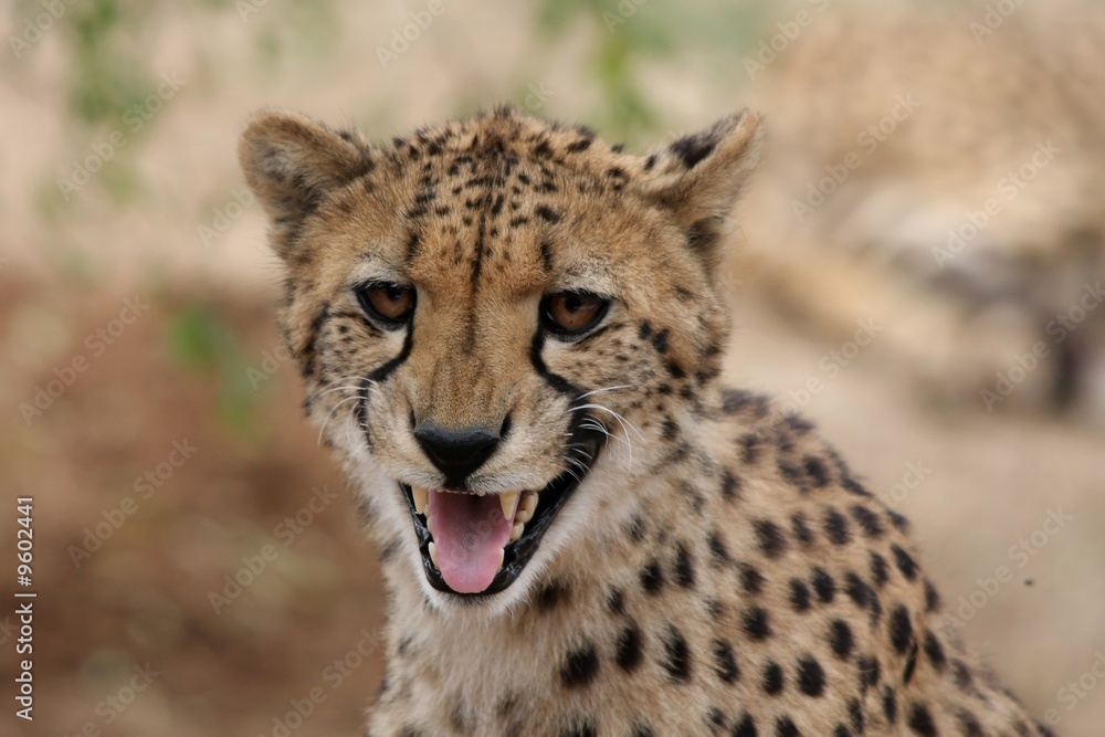 Beautiful cheetah cat calling to it's young Beautiful cheetah cat calling to it's young
