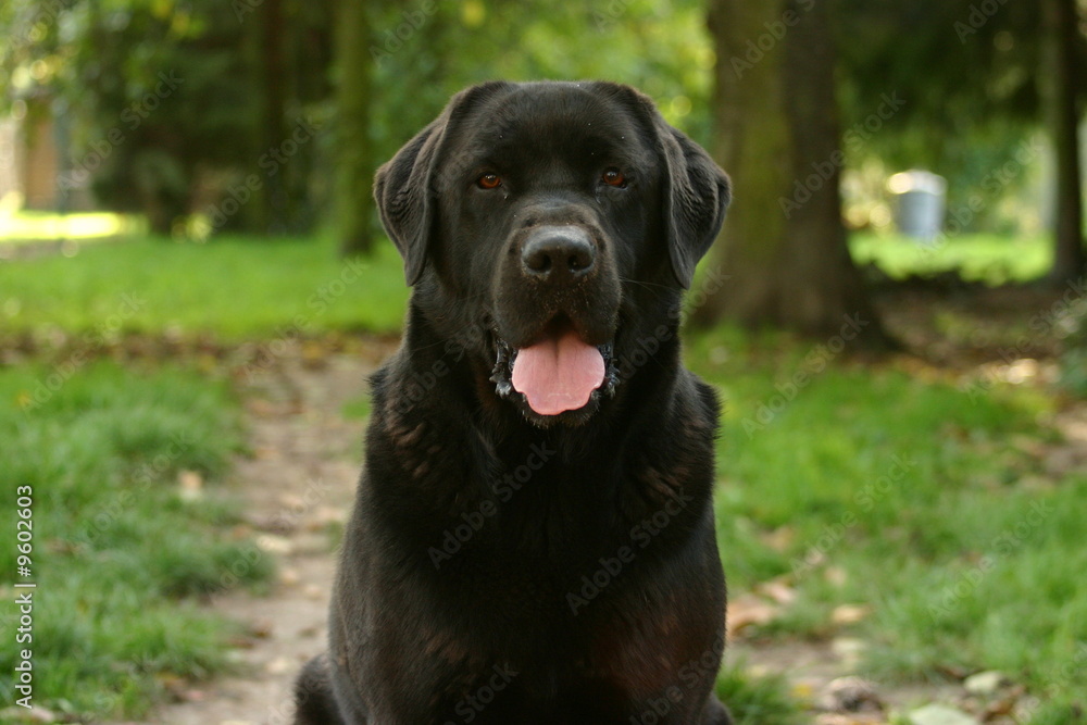 Labrador noir assis tire la langue Labrador noir assis tire la langue