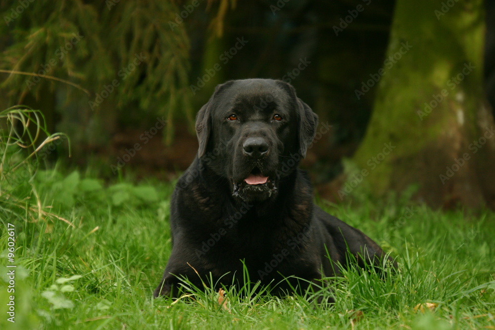 Labrador noir couché