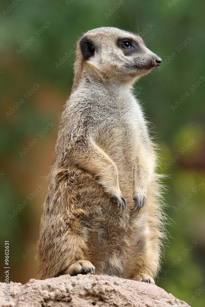 Suricate or meerkat from South Africa on sentry duty Suricate or meerkat from South Africa on sentry duty