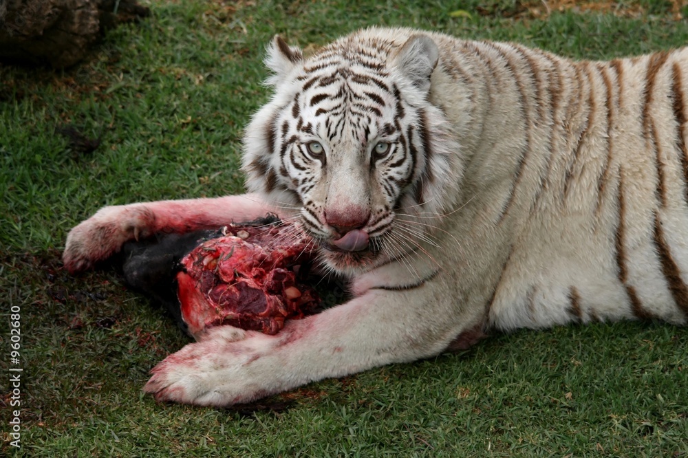 Fototapeta premium White tiger eating bloody meat and licking lips