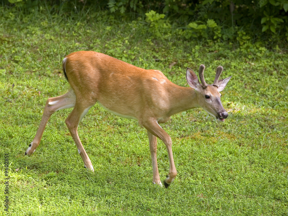male deer walking in a summer field male deer walking in a summer field