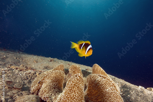 haddon's anemone (stichodactyla haddoni) and anemonefish photo