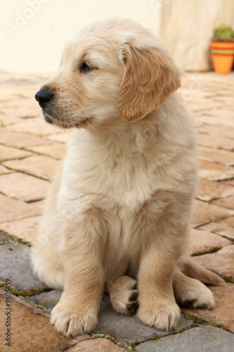 Fototapeta Naklejka Na Ścianę i Meble -  Small obedient golden retriever puppy sitting on the pavement
