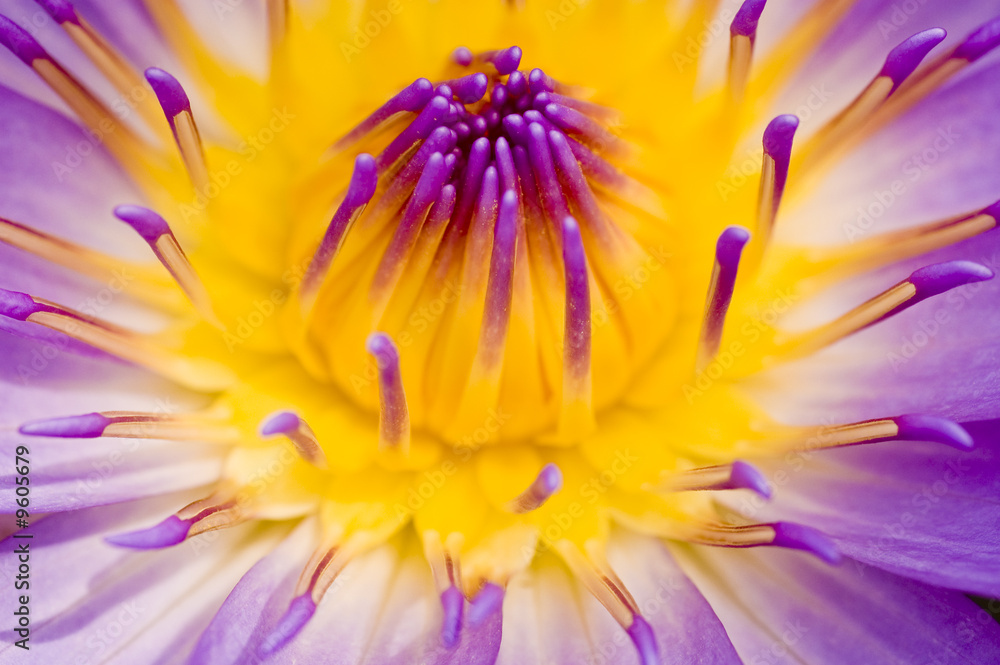 Obraz premium water lily closeup