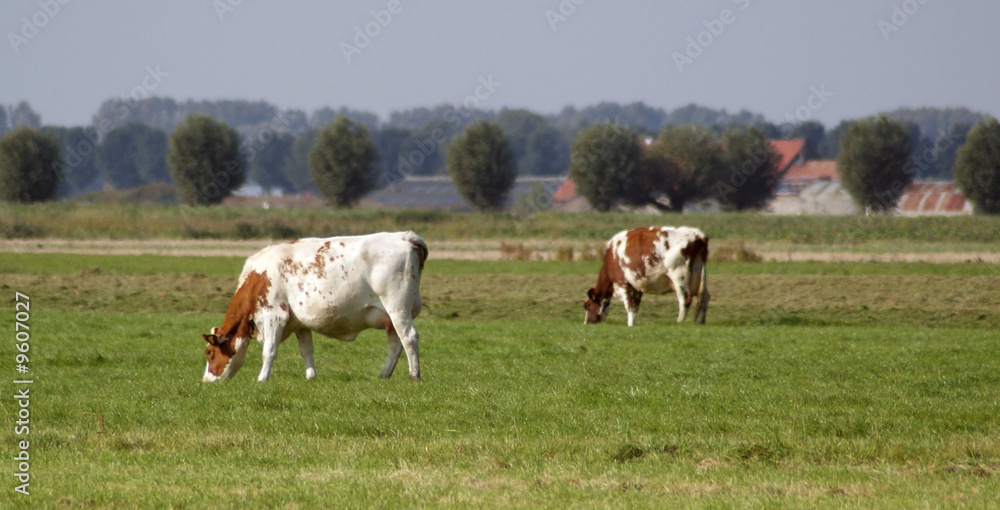 Beautifull dutch cow's