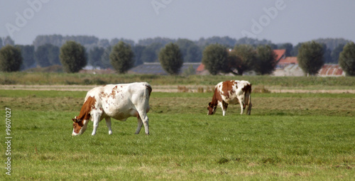 Beautifull dutch cow s