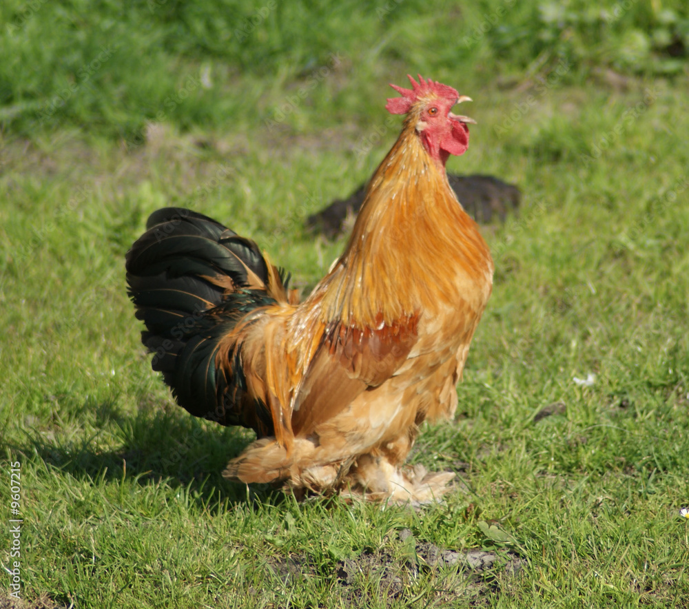 Fototapeta premium rooster