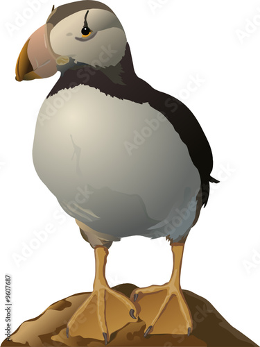 Puffin