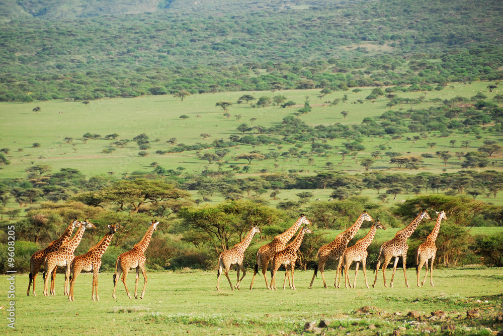 Naklejka premium Giraffes herd in savannah