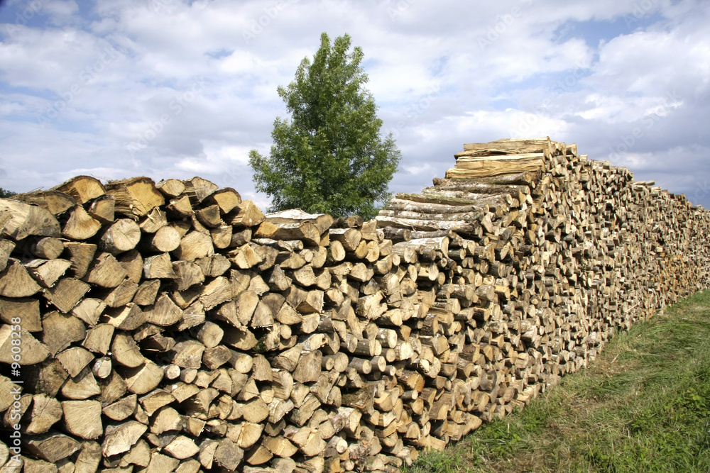 rangée de rondins de bois