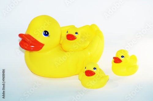 duck's family