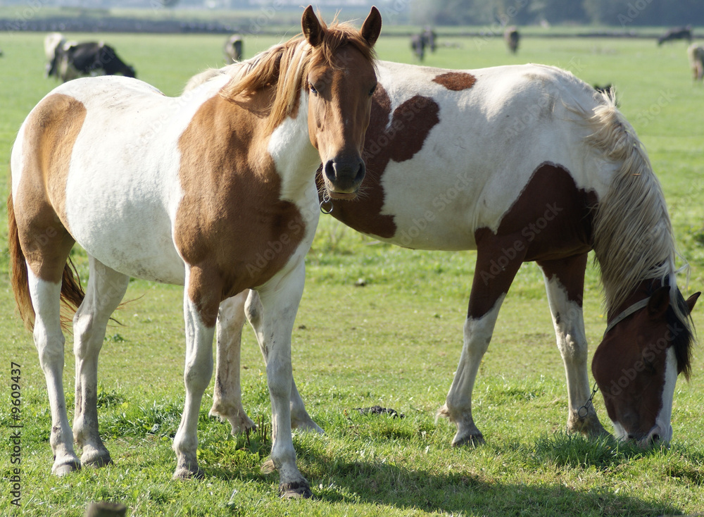 Obraz premium Two Tinkerhorses