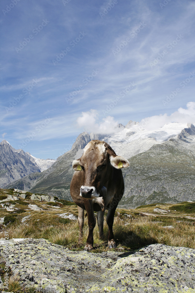 Kuh auf Berg vor Himmel