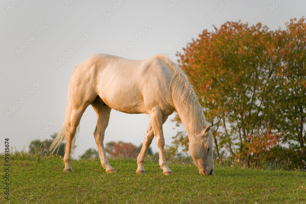 Obraz premium White horse atop a hill in autumn