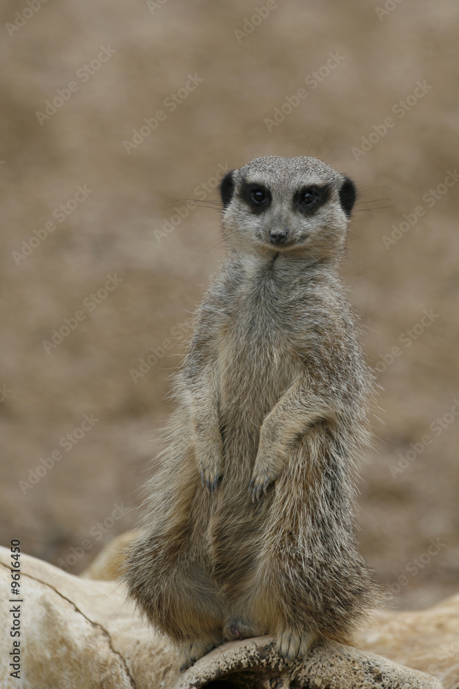 Meerkat Meerkat