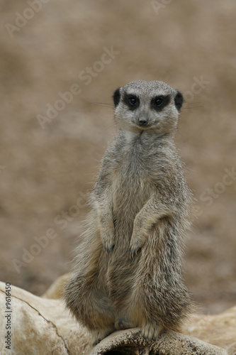 Meerkat