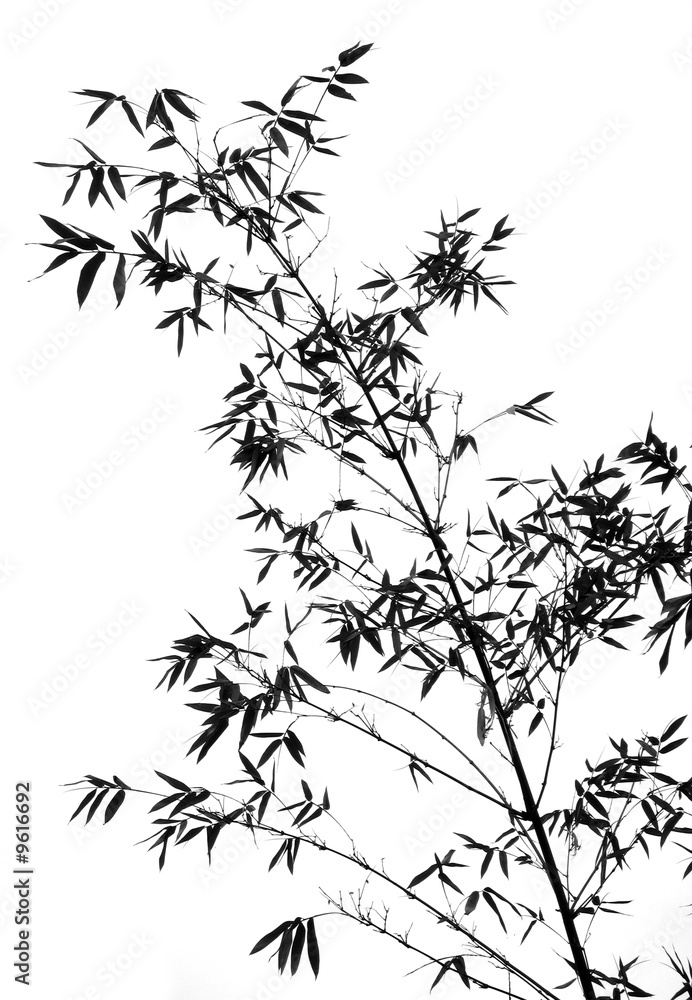 Fototapeta premium Bamboo Branch -- it resembles a Chinese water color painting