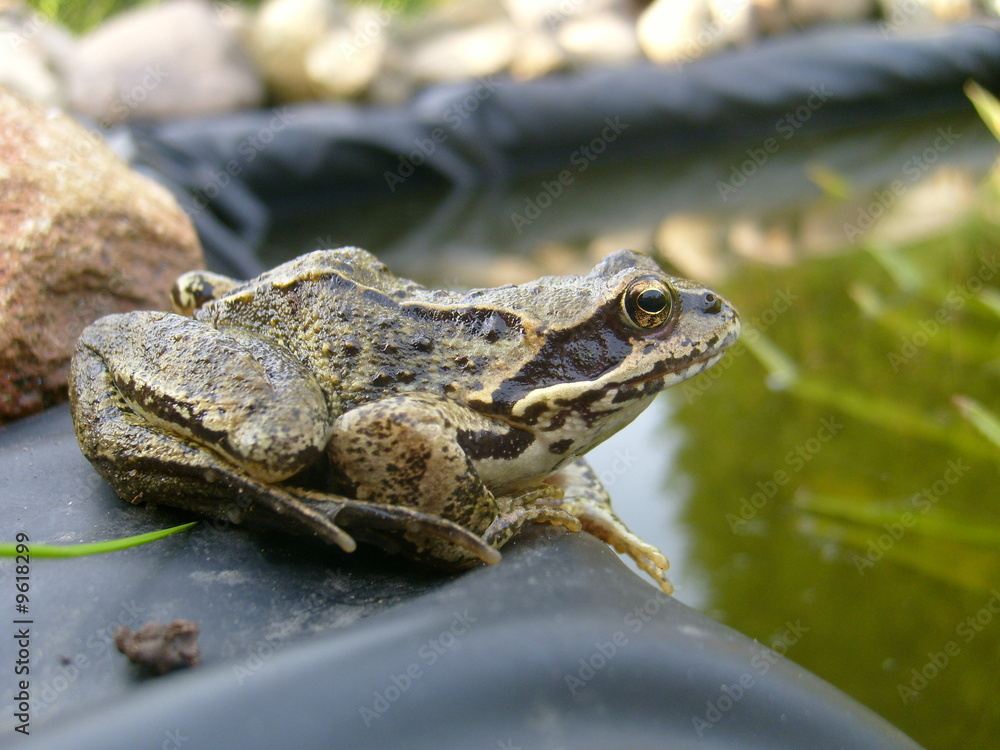 Obraz premium Froschteich