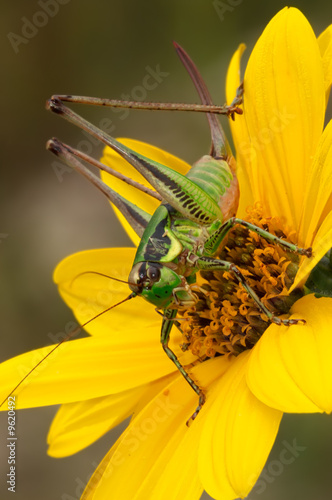 Grasshopper - Cavalletta photo