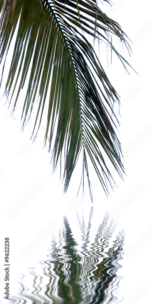 vieille palme de cocotier