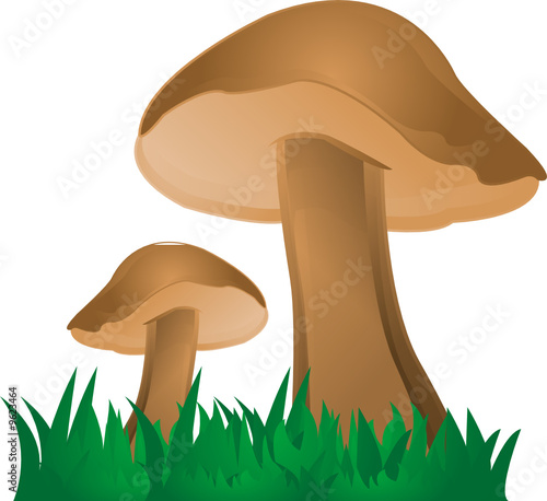 Pilze, Steinpilze, vector