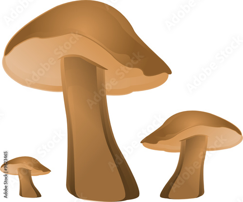 Pilze, Steinpilze, vector