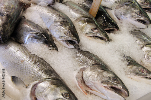 Salmon at a fresh fish market, packed in ice