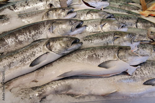 Salmon at a fresh fish market, packed in ice
