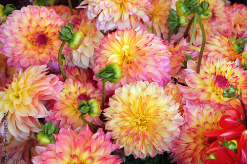 Colorful chrysanthemums close-up bouquet
