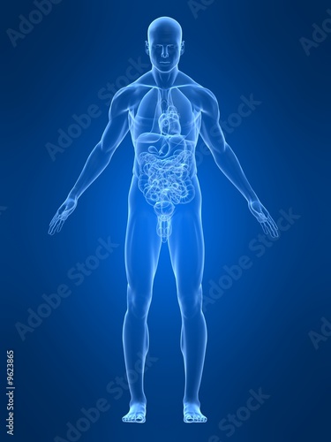 männliche anatomie © Sebastian Kaulitzki