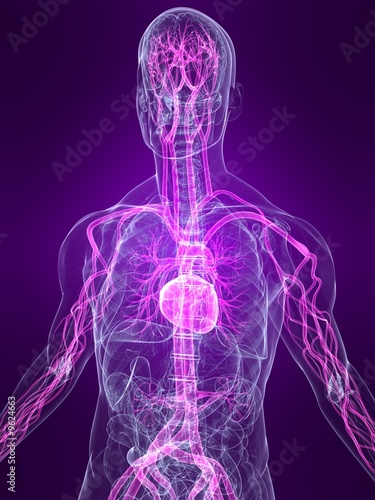 anatomie mit markiertem vasculären system
