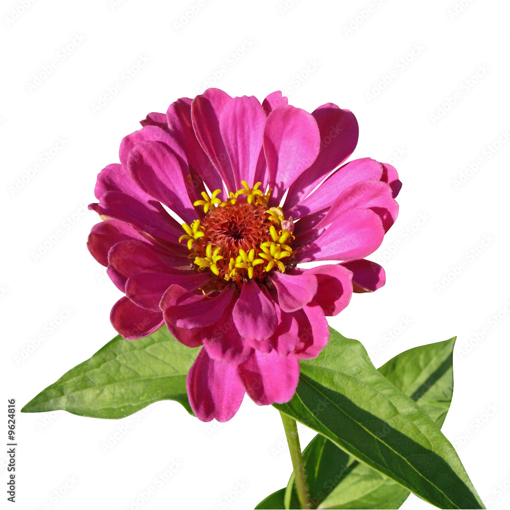 zinnia zinnia