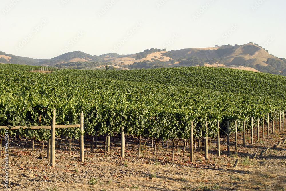 Wine country early summer vines