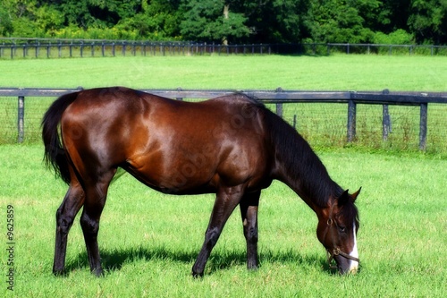 Horse Grazing 3